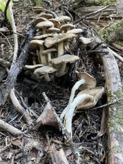 Lyophyllum
