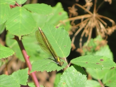 Calopteryx
