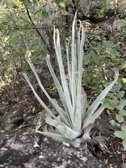 Hechtia