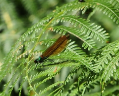 Calopteryx