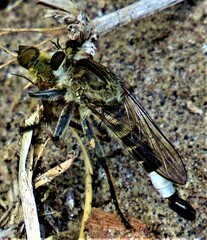 Efferia albibarbis