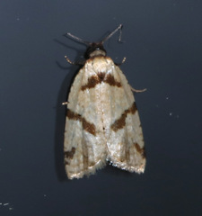 Fuscicepsana