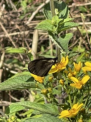 Altinote ozomene nox