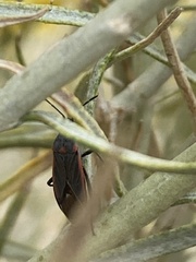 Melacoryphus lateralis