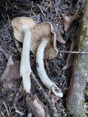 Lyophyllum