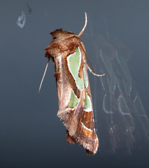 Cosmodes elegans