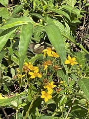 Altinote ozomene nox