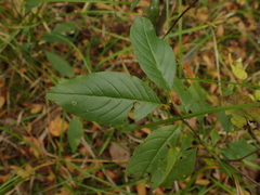 Rhamnus lanceolata
