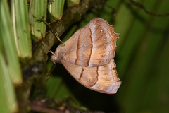 Pseudodebis puritana