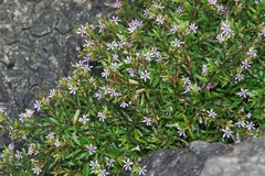Cuphea hyssopifolia
