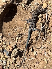 Aspidoscelis hyperythrus beldingi