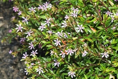 Cuphea hyssopifolia