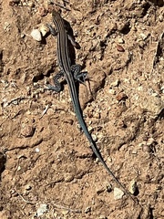 Aspidoscelis hyperythrus beldingi