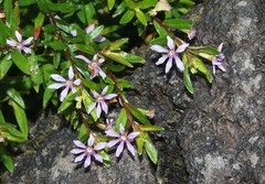 Cuphea hyssopifolia