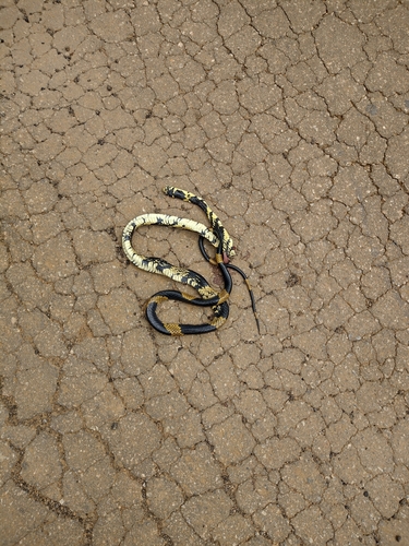 Chicken Snake