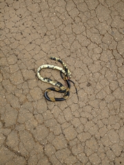 Spilotes pullatus