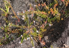 Cuphea hyssopifolia