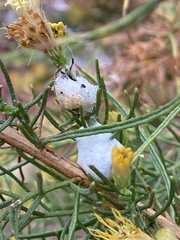 Clastoptera lineatocollis