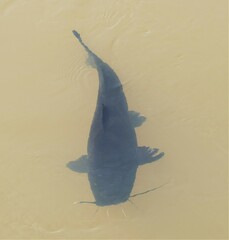 Steindachneridion melanodermatum