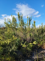 Lyonia fruticosa