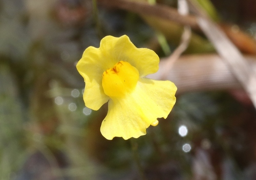 Utricularia gibba, 2022-10-03