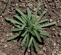 Cryptantha intermedia intermedia