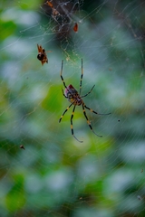 Trichonephila clavata
