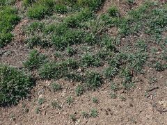 Cryptantha intermedia intermedia