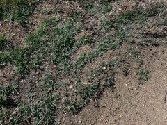 Cryptantha intermedia intermedia