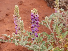 Swainsona canescens
