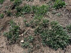 Cryptantha intermedia intermedia