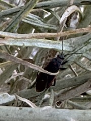 Melacoryphus lateralis