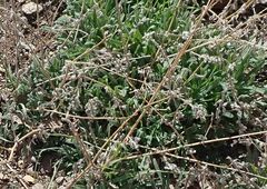 Cryptantha intermedia intermedia