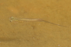 Xiphophorus hellerii