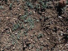 Cryptantha intermedia intermedia