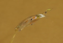 Poecilia reticulata