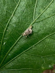 Eudiagogini