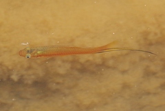 Xiphophorus hellerii