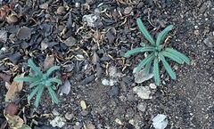 Cryptantha intermedia intermedia
