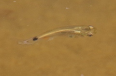Poecilia reticulata