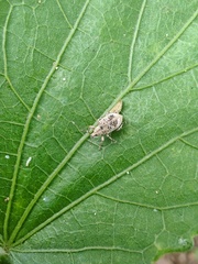 Eudiagogini