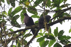 Patagioenas plumbea