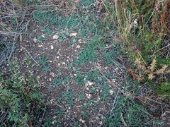 Cryptantha intermedia intermedia