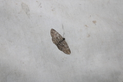 Iridopsis vellivolata