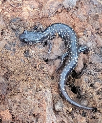 Caudata