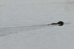 Ondatra zibethicus