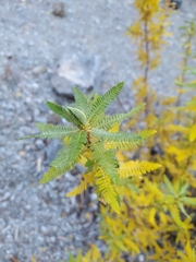 Chamaebatiaria millefolium