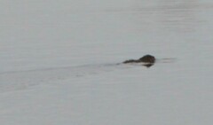 Ondatra zibethicus