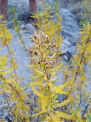 Chamaebatiaria millefolium