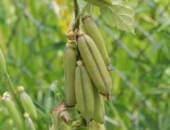 Crotalaria pallida